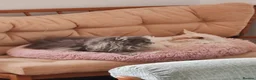 Maine Coon cats for sale: Russian bloodline Maine coon kittens in Leeds - Advert 25