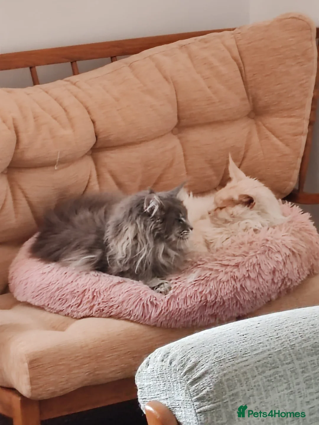 Maine Coon cats for sale: Russian bloodline Maine coon kittens in Leeds - Advert 25