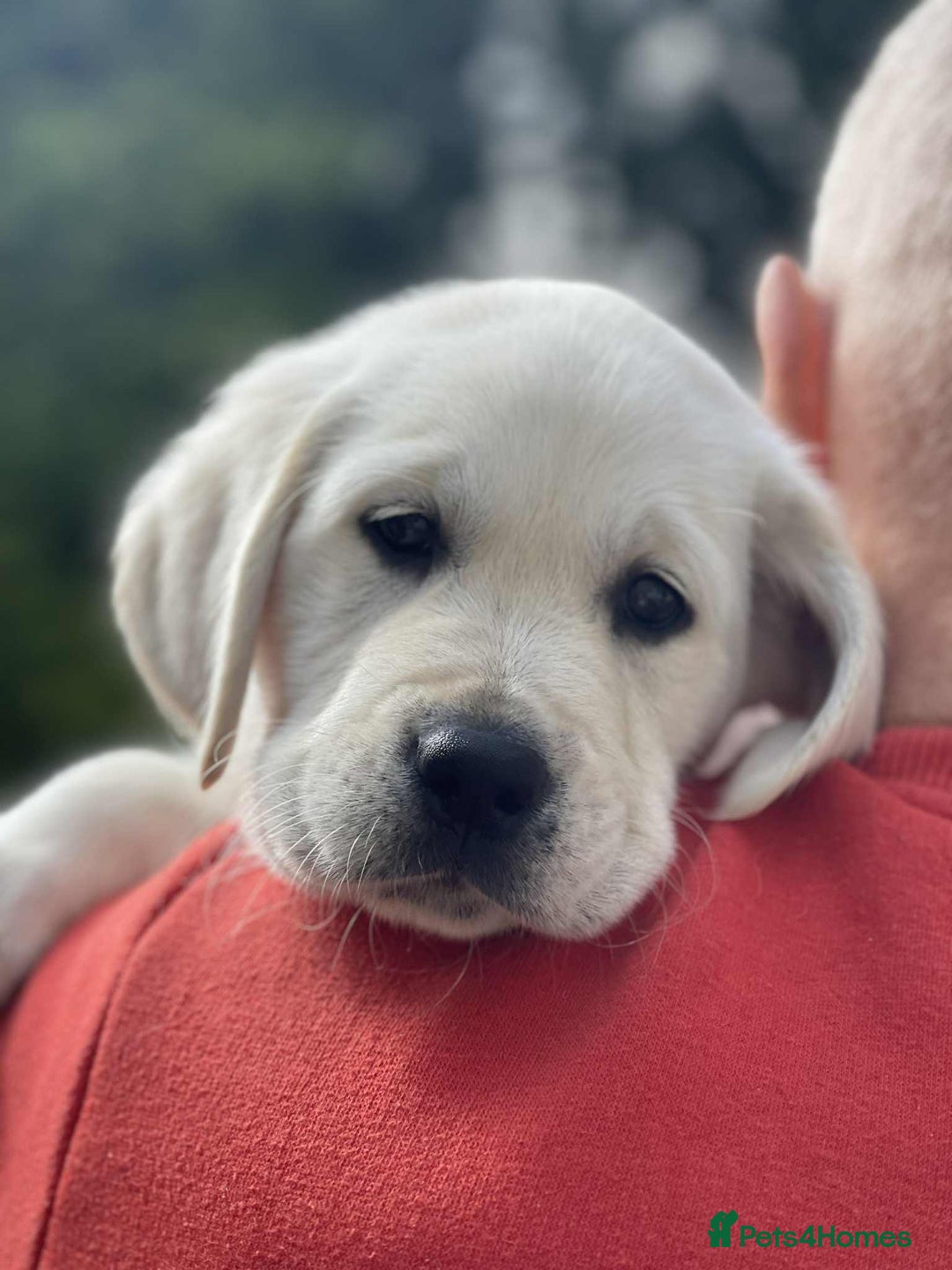 Goldador dogs for sale: Superb Goldador Puppies expected - Advert 9