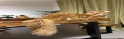 Maine Coon cats for sale: Active Maine Coon cats looking forever homes - Advert 6