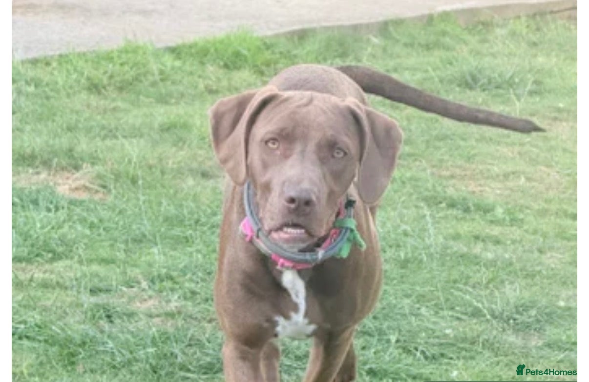 Mixed Breed dogs URGENT – Female Weimaraner × Amstaff Cross - Advert 1