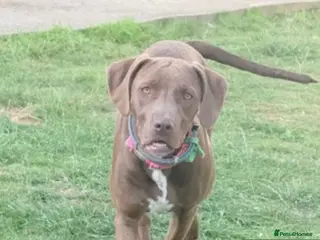 Mixed Breed dogs URGENT – Female Weimaraner × Amstaff Cross - Advert 1