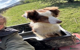Border Collie dogs for sale: Ted - Border Collie looking for a new pet home - Image 5