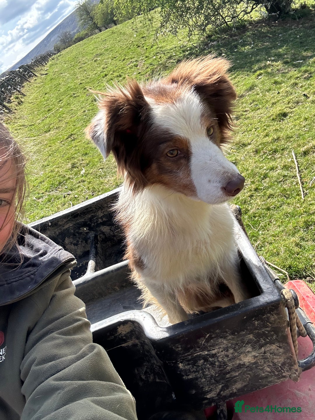Border Collie dogs for sale: Ted - Border Collie looking for a new pet home - Image 5