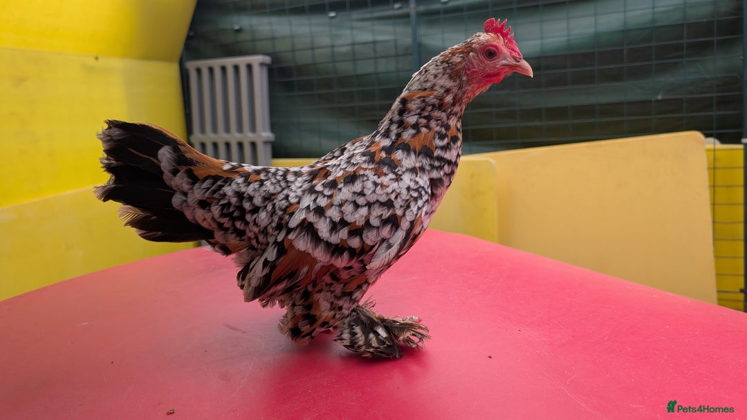 Chickens poultry for sale: 7 mixed bantams hens, polish, pekin and more - Image 5