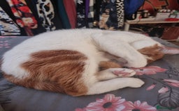 British Shorthair cats for sale: Loving Home Needed for Our Sweet Cat, Jojo - Image 6