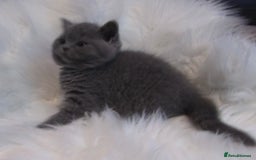 British Shorthair cats for sale: GCCF CHAMPION SIRED BRITISH SHORTHAIR - Image 2