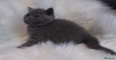 British Shorthair cats - Advert 2