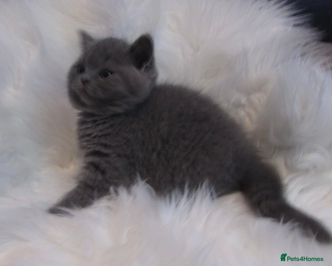 British Shorthair cats for sale: GCCF CHAMPION SIRED BRITISH SHORTHAIR - Image 2