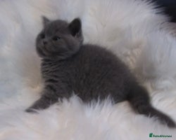 British Shorthair cats - Advert 7