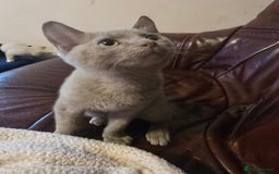 Mixed Breed cats for sale: Perfect boy - Image 3