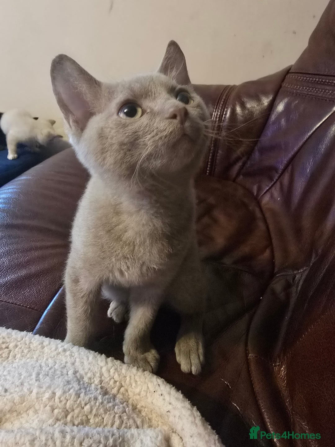Mixed Breed cats for sale: Perfect boy - Image 3