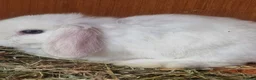 Mini Lop rabbits for sale: Reduced 🩵 7 Wks Blue Otter Split & Broken White - Advert 9
