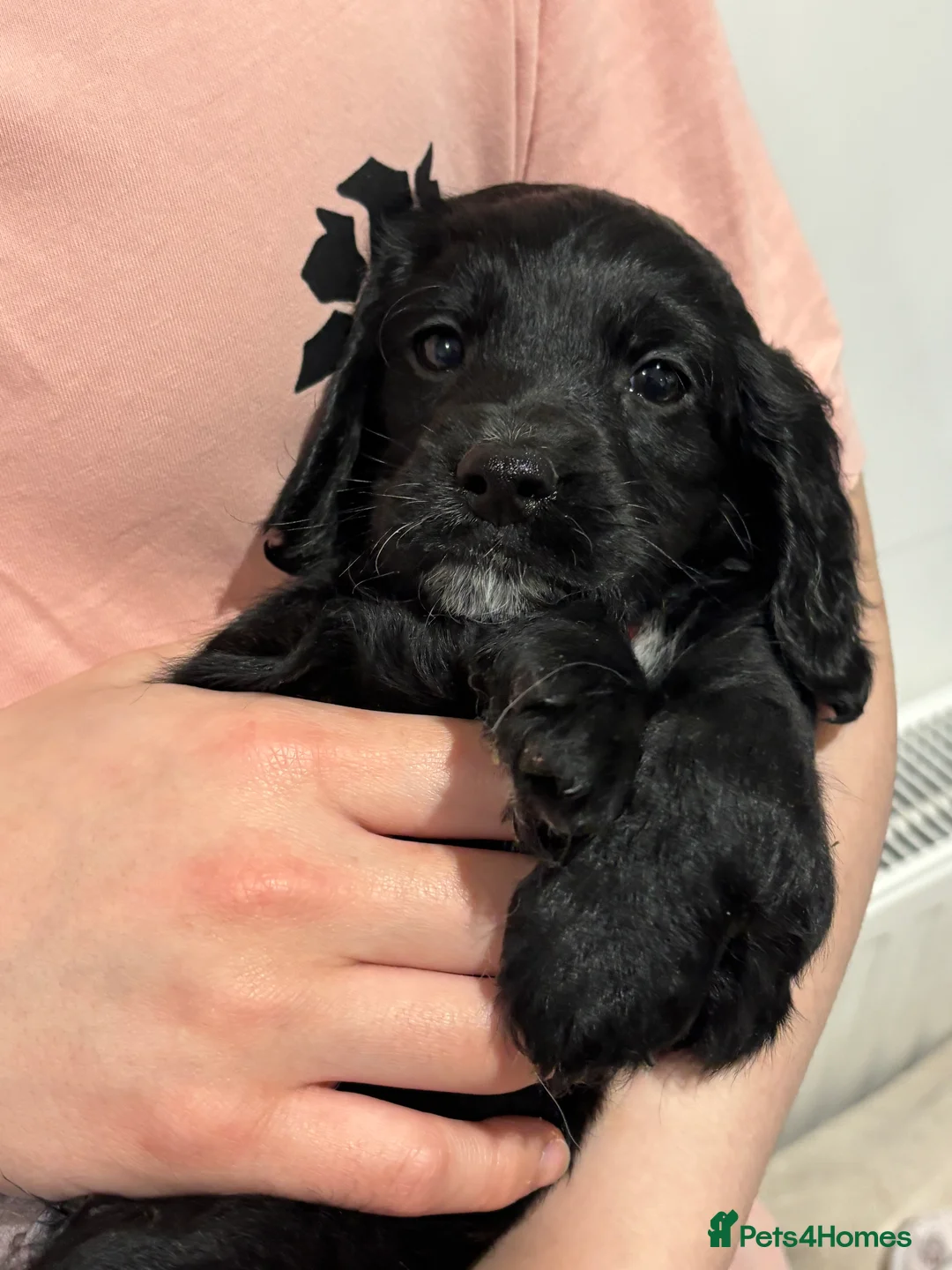 Cockapoo dogs for sale: Beautiful Cockapoo Puppies – 6 Boys & 2 Girls - Advert 40