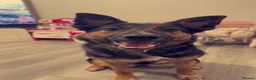Mixed Breed dogs for sale: Female German shepherd cross  - Advert 4
