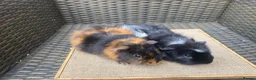 Guinea Pig rodents for sale: Bonded pairs of guinea pigs available now - Advert 2