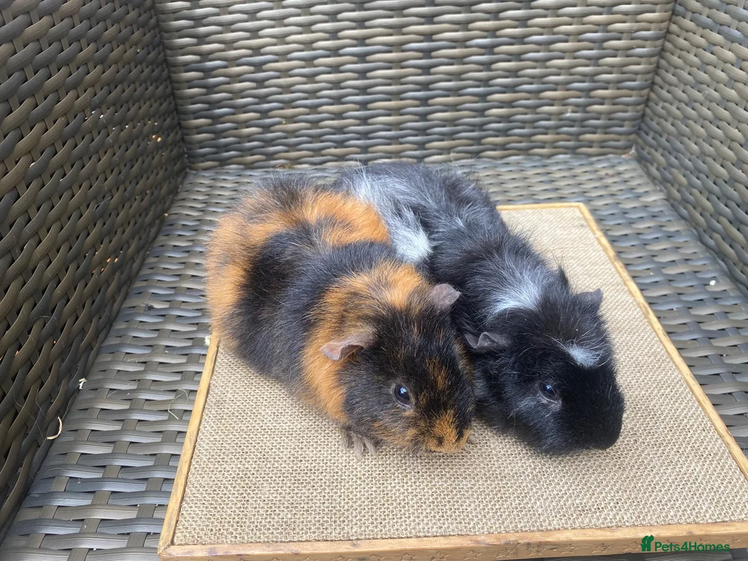 Guinea Pig rodents for sale: Bonded pairs of guinea pigs available now - Advert 2