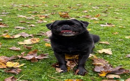Pug dogs for sale: Beautiful loving Kind Pug. We will travel to you.  - Image 1