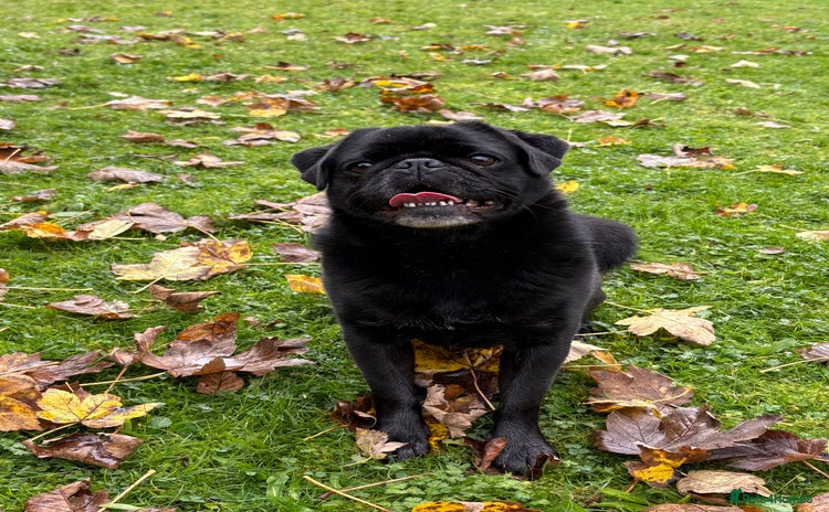 Pug dogs - Advert 1