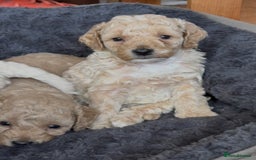 Poochon dogs for sale: Seriously gorgeous farm reared tiny puppies  - Image 17