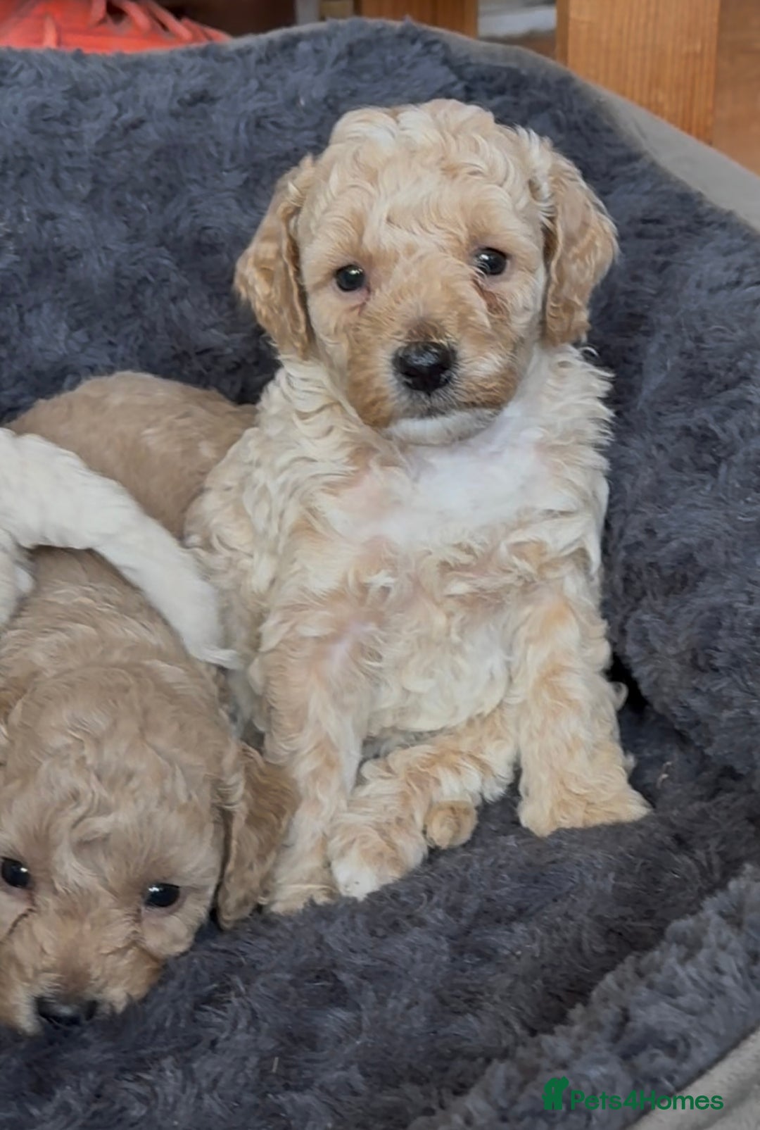 Poochon dogs for sale: Seriously gorgeous farm reared tiny puppies  - Image 17