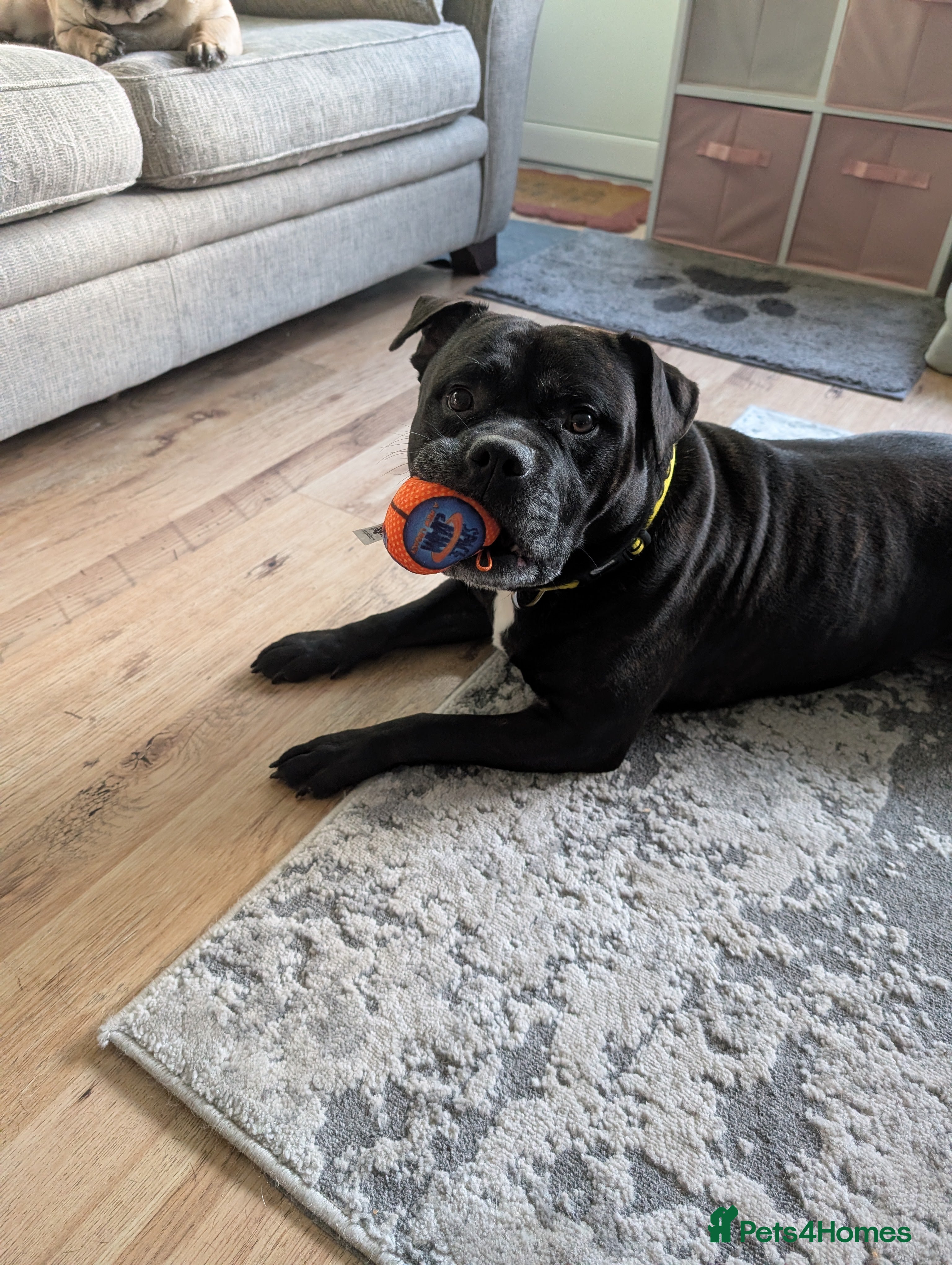 Staffordshire Bull Terrier dogs Lovely Staffie boy  - Advert 11