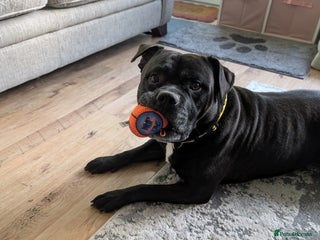 Staffordshire Bull Terrier dogs Lovely Staffie boy - Advert 5