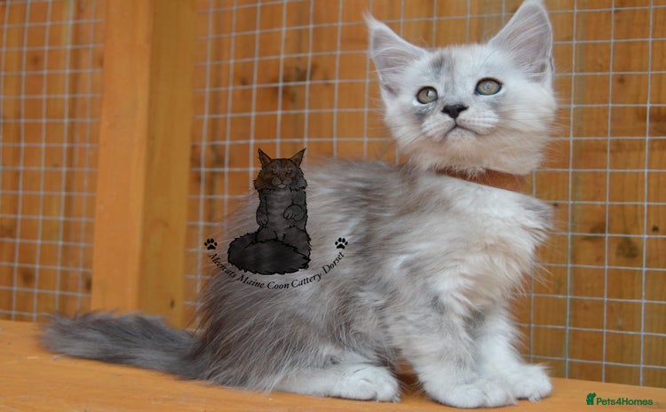 Maine Coon cats - Advert 10
