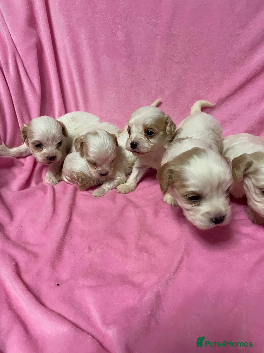 Cavachon dogs for sale: Adorable Cavachon Puppies Ready Soon  - Advert 2