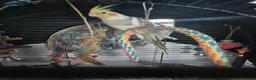 Cockatiels birds for sale: 10 month old cocketiel  - Advert 2