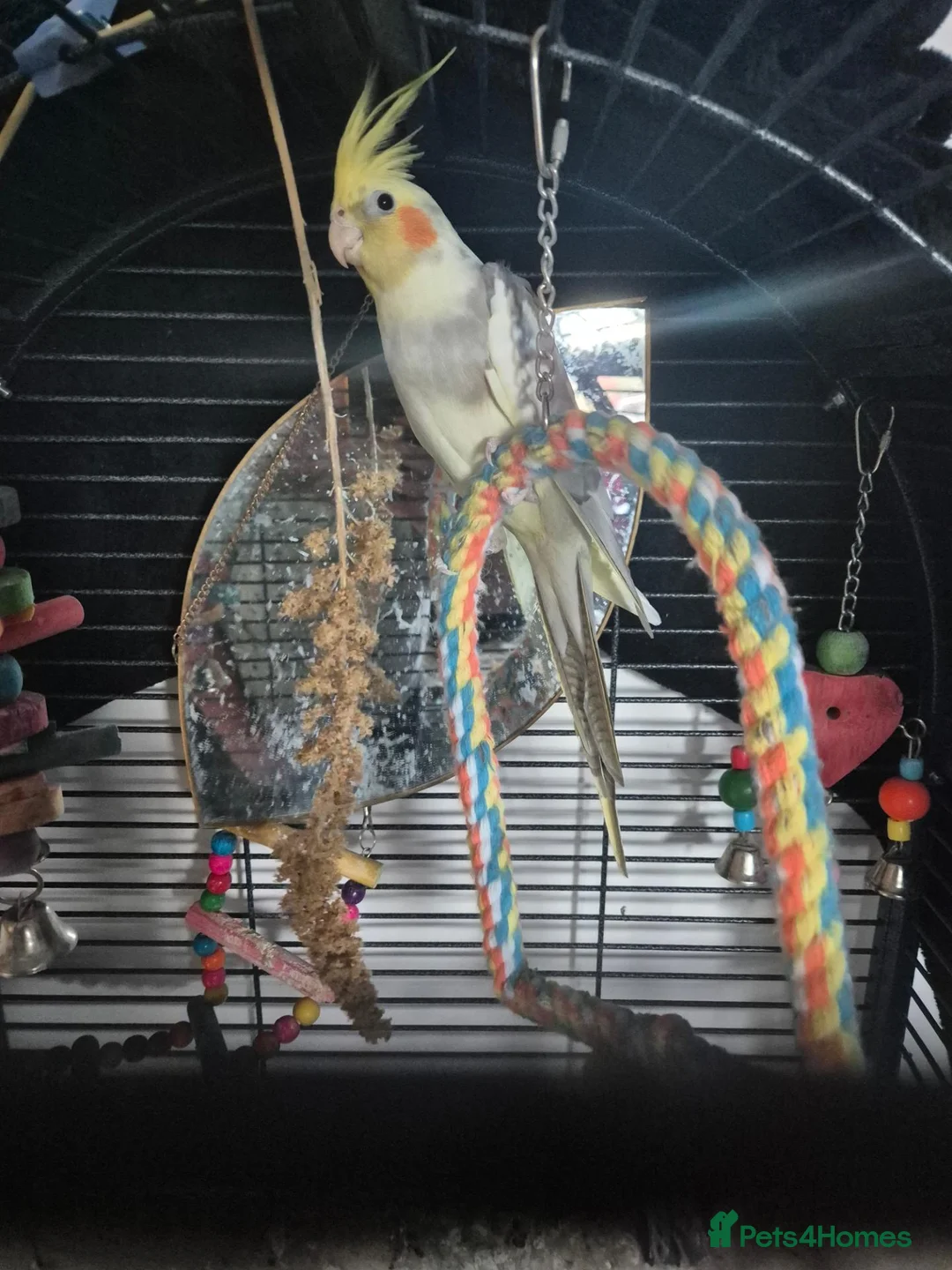 Cockatiels birds for sale: 10 month old cocketiel  - Advert 2