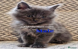 Maine Coon cats for sale: Quality Maine Coon kittens TICA registered  - Image 17