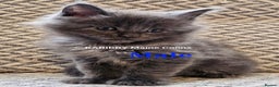 Maine Coon cats for sale: Quality Maine Coon kittens TICA registered  - Advert 13