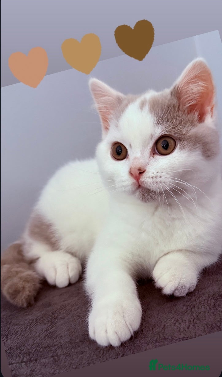 British Shorthair cats GCCF Extremely friendly 💙 fawn van boy.  - Advert 18