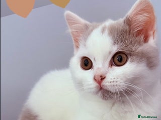 British Shorthair cats GCCF Extremely friendly 💙 fawn van boy. - Advert 17