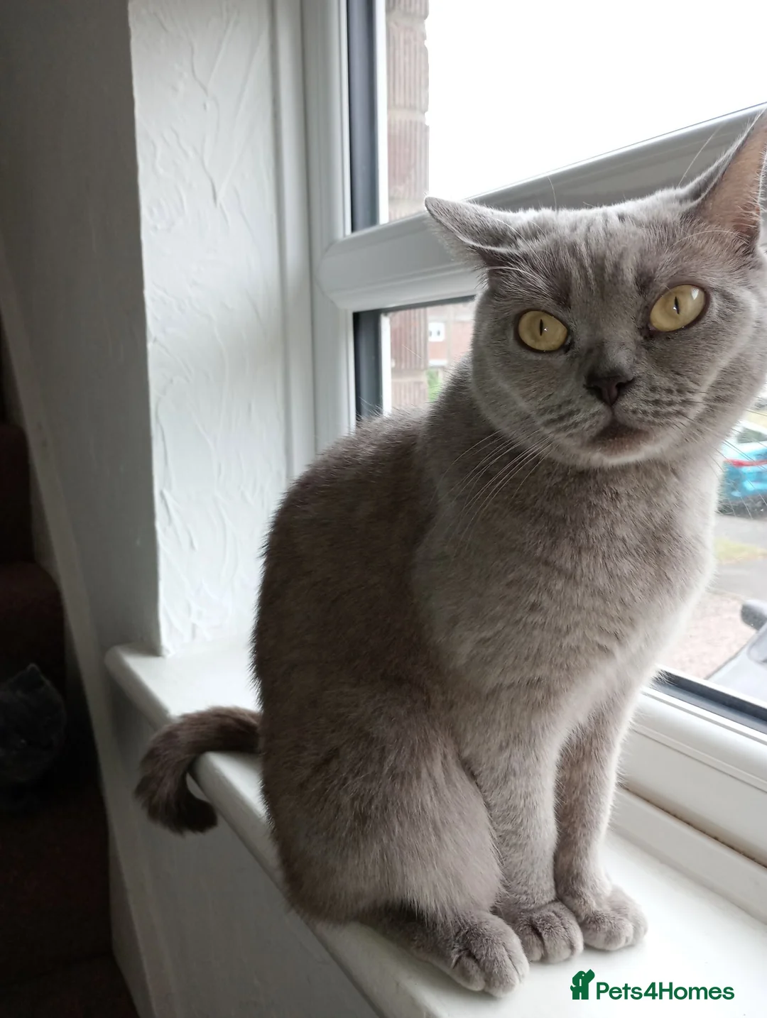 Mixed Breed cats for sale: British shorthair bicolour girl £50 for sale - Advert 5