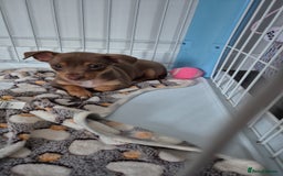 Mixed Breed dogs for sale: 1 beautiful little jack chi girl left!  - Image 2