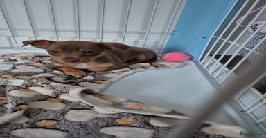 Mixed Breed dogs - Advert 10