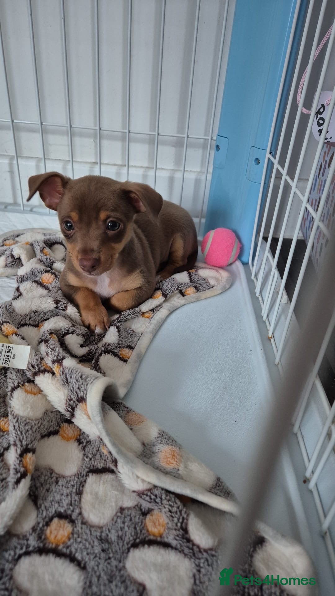 Mixed Breed dogs for sale: 1 beautiful little jack chi girl left!  - Image 2