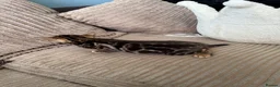 Bengal cats for sale: Pedigree Bengal kittens available. - Advert 35