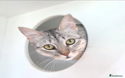 Mixed Breed cats for adoption: Aria - A Lovely & Cuddly Princess - Image 11