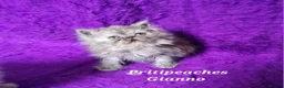 Persian cats for sale: Gccf Registered Persian Kittens  - Advert 5