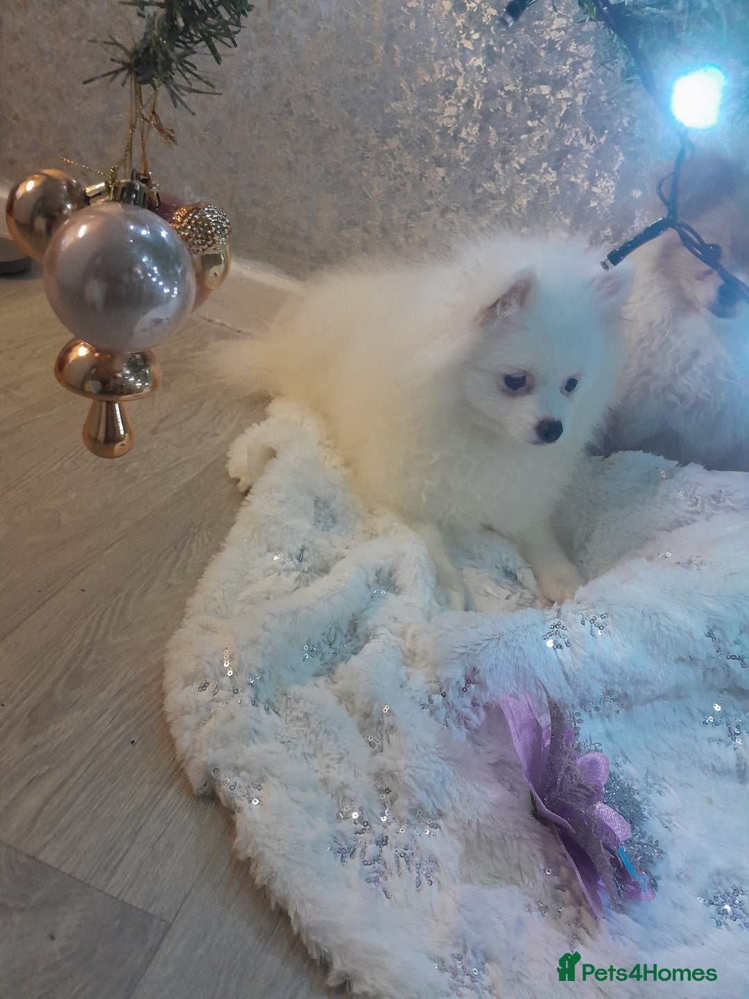 Pomeranian dogs for sale: ALIK  - Advert 6