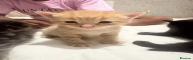 Bengal 2