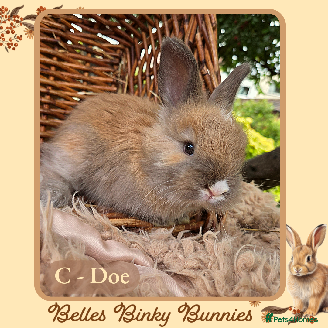 Angora rabbits for sale: 🧡 Pure Bred Angora Babies 🧡 For Reserve - Image 11