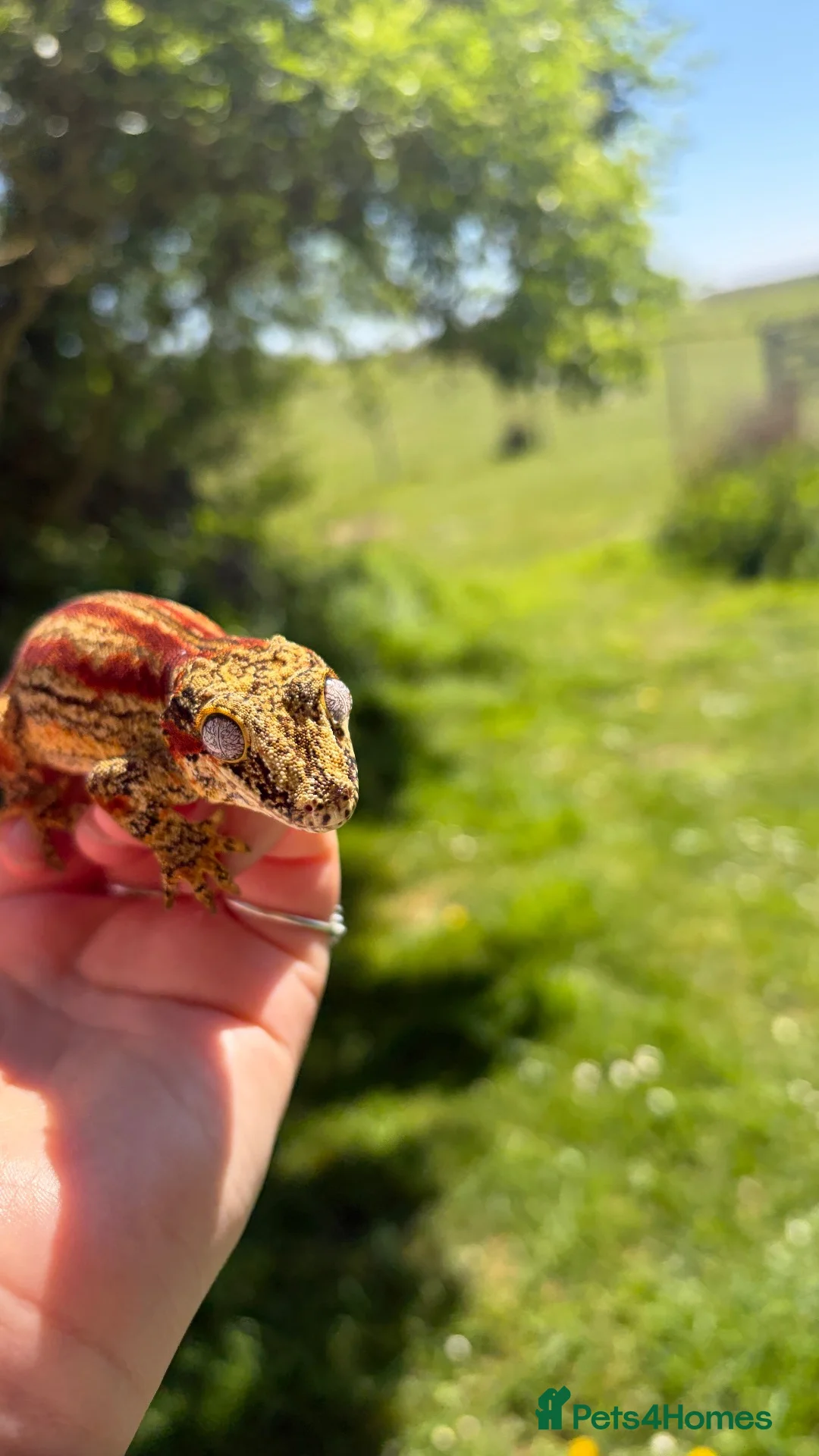 Gecko reptiles for sale: Proven Female red stripe gargoyle - Advert 4