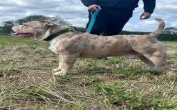 American Bully dogs for sale: 🐾 ABKC Registered Micro/Pocket Bully Puppies! 🐾 - Image 3