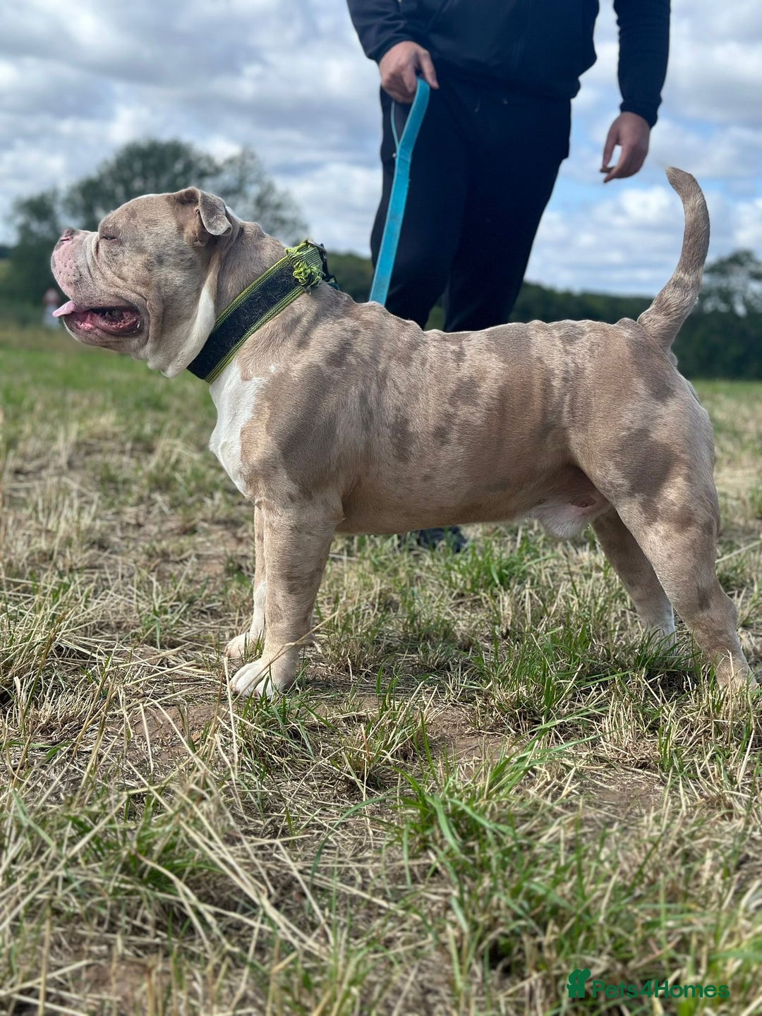 American Bully dogs for sale: 🐾 ABKC Registered Micro/Pocket Bully Puppies! 🐾 - Image 3