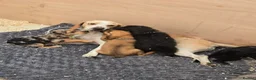 Beagle dogs for sale: Beaglepoo/poogles in Dartford - Advert 33