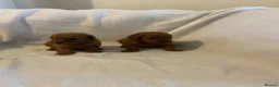 Toy Poodle dogs for sale: Toy poodle puppies  in York - Advert 6